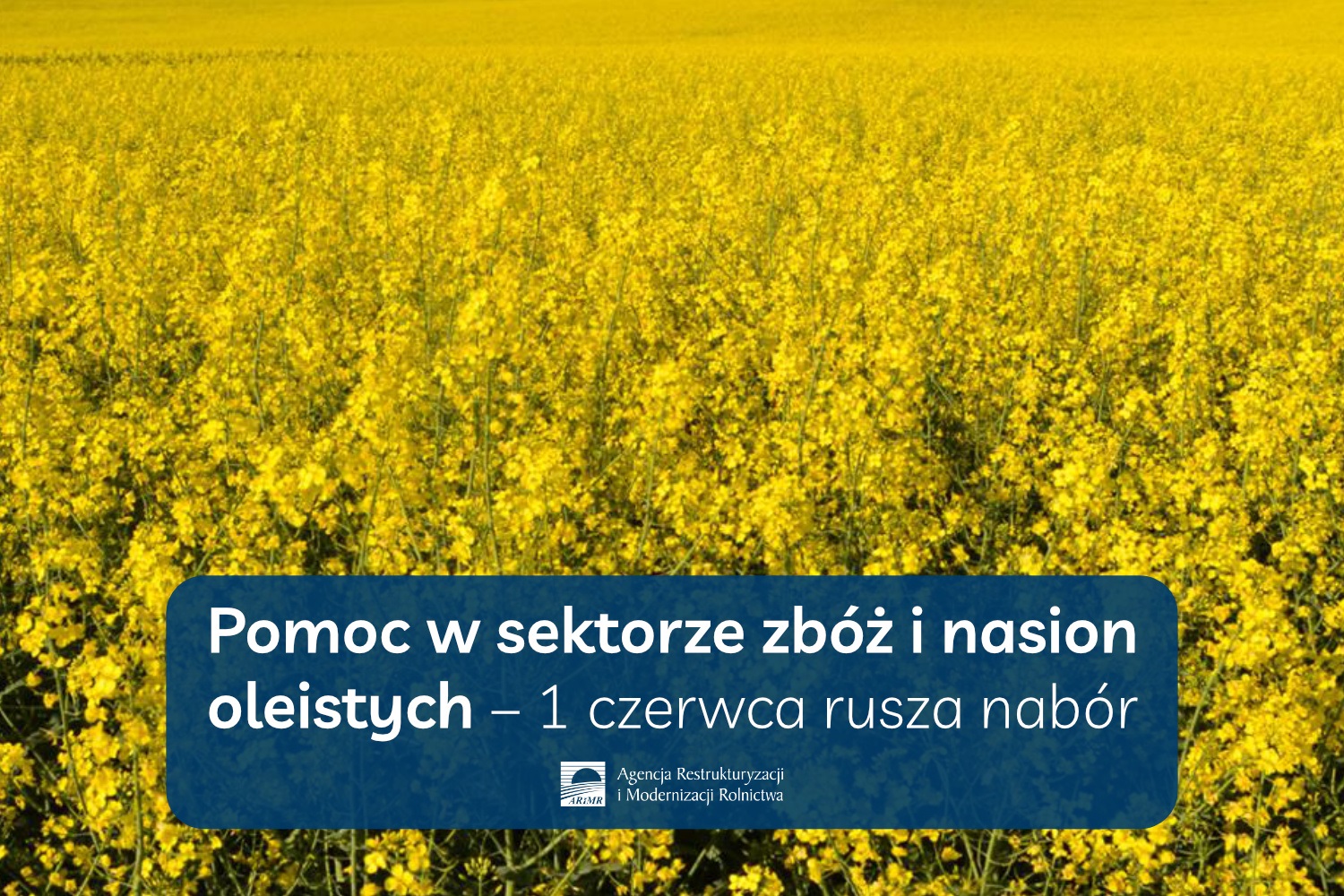Pomoc w sektorze zbóż i nasion oleistych – 1 czerwca rusza nabór wniosków - informacja prasowa