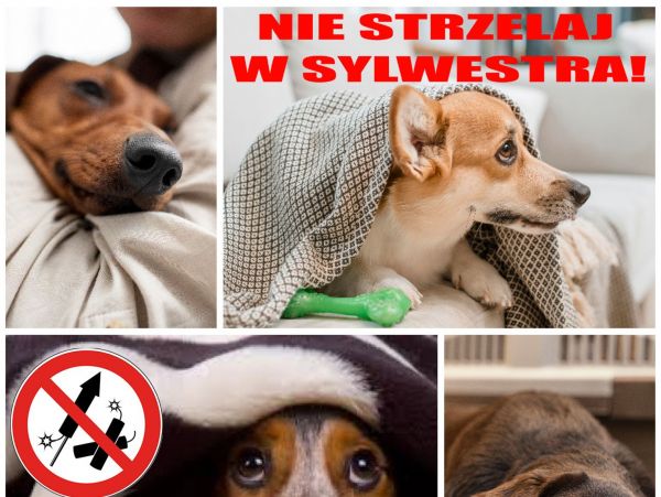 Nie strzelaj w Sylwestra!