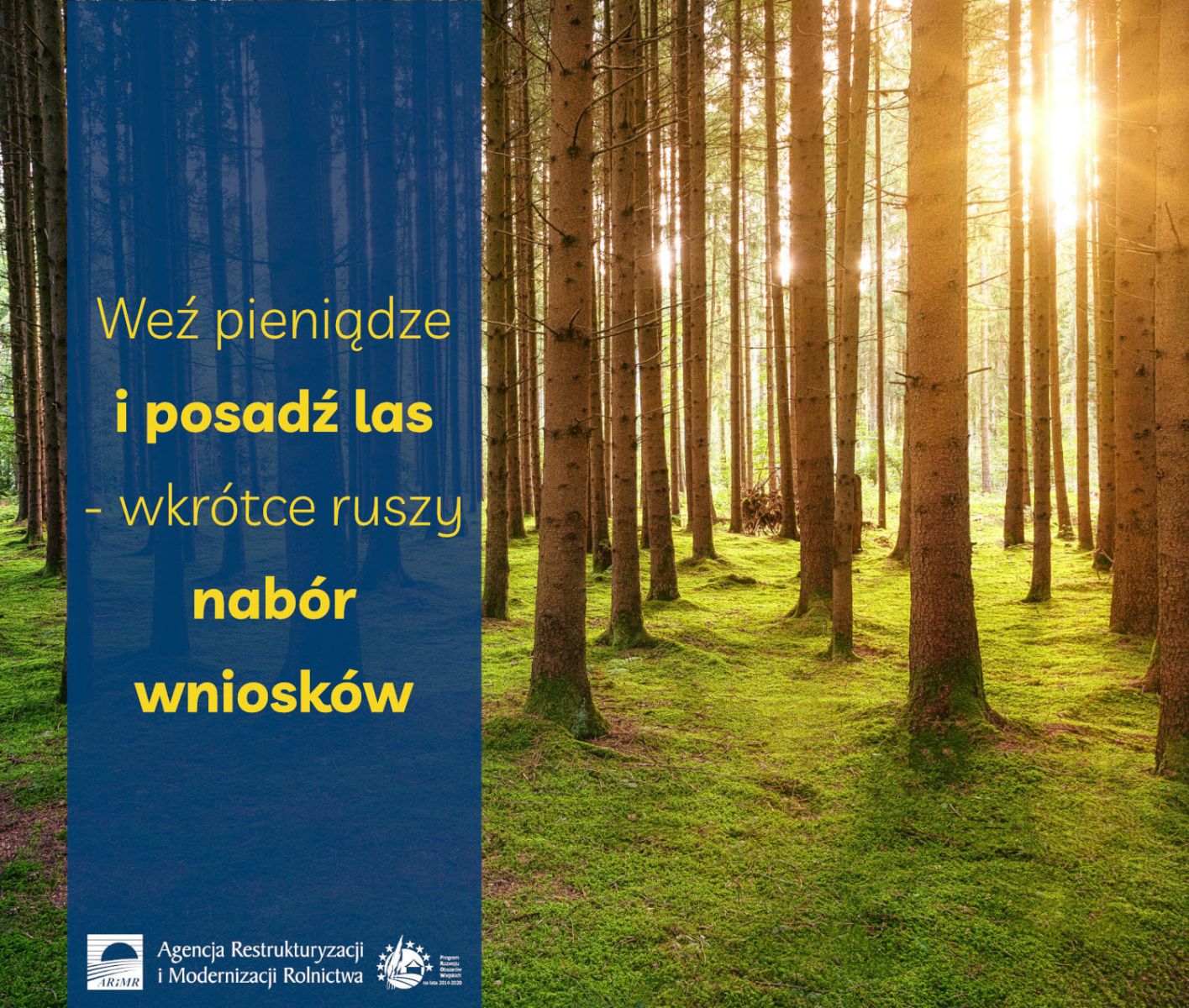 Weź pieniądze i posadź las – wkrótce ruszy nabór wniosków