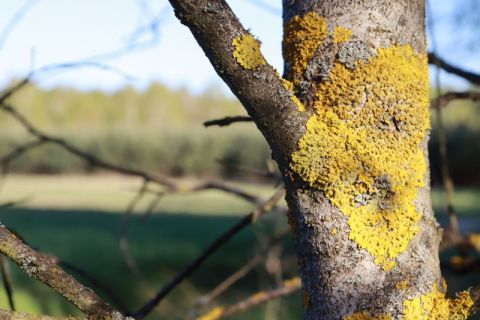 Badamy stopień zanieczyszczenia powietrza dwutlenkiem siarki