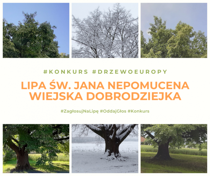Lipa walczy o tytuł Europejskiego Drzewa Roku