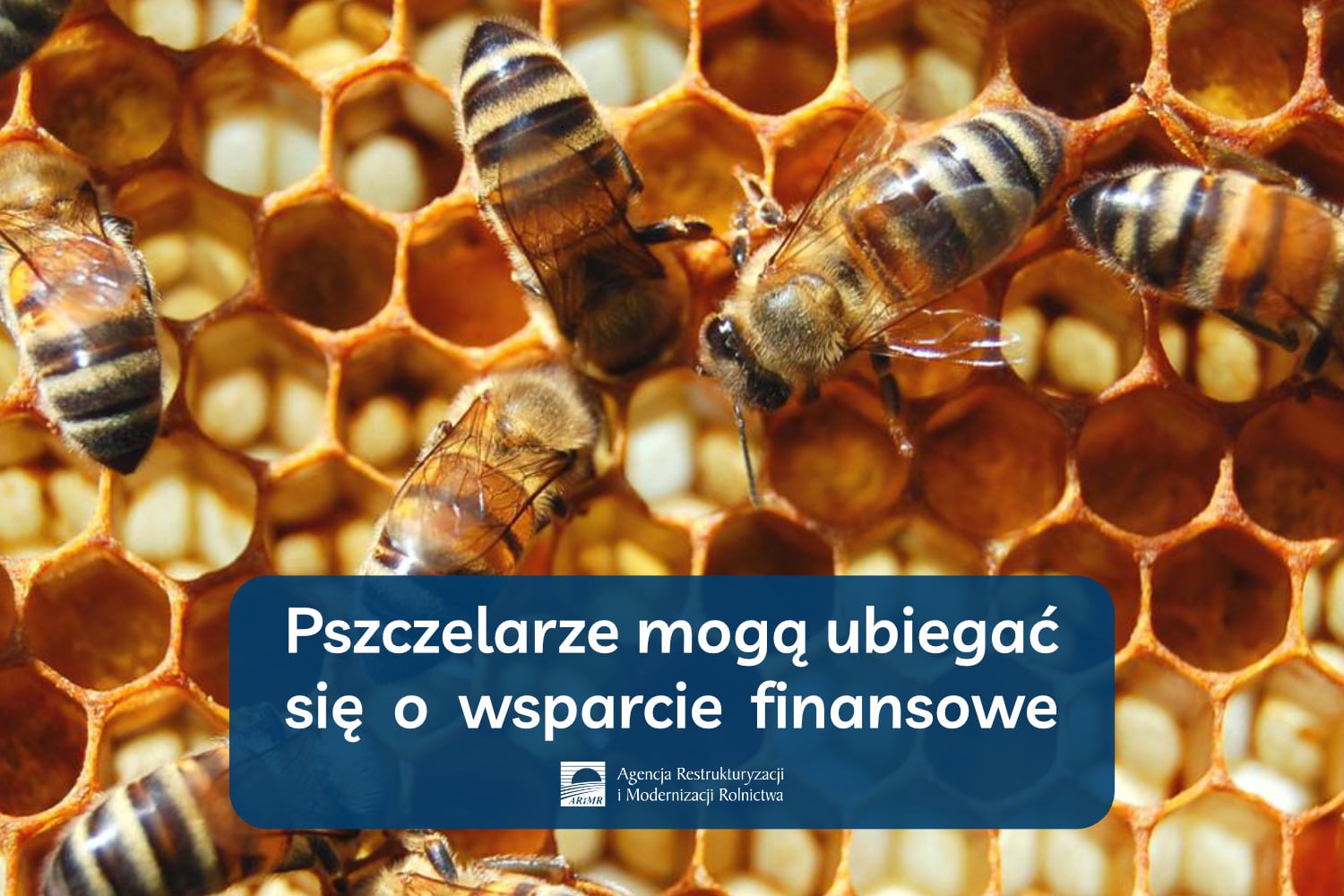 Pszczelarze mogą już ubiegać się o wsparcie finansowe
