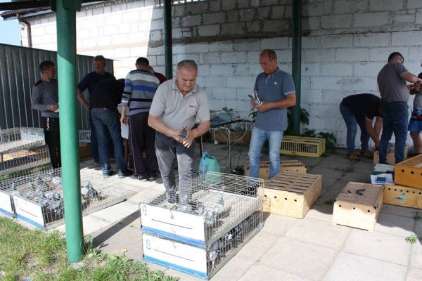 Koszowanie gołębi na lot o puchar Wójta Gminy Gorzkowice
