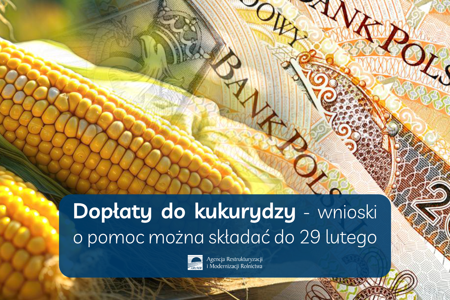 Dopłaty do kukurydzy – wnioski o pomoc do 29 lutego 