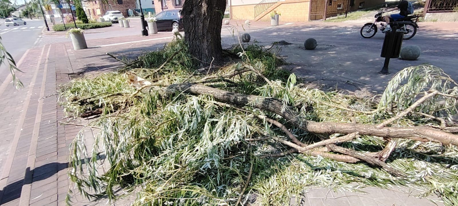 Kolejne uszkodzenia wierzb na Rynku potwierdzają słuszność podjętej decyzji