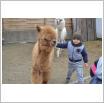 Galeria zdjęć: Wyjazd do Mini Zoo Egzotarium. Link otwiera powiększoną wersję zdjęcia.