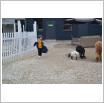 Galeria zdjęć: Wyjazd do Mini Zoo Egzotarium. Link otwiera powiększoną wersję zdjęcia.