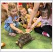 Galeria zdjęć: Pokaz zwierzątek z zoo  udział dzieci w spotkaniu z Samorządowego Klubu Dziecięcego w Gorzkowicach. Link otwiera powiększoną wersję zdjęcia.