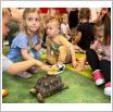 Galeria zdjęć: Pokaz zwierzątek z zoo  udział dzieci w spotkaniu z Samorządowego Klubu Dziecięcego w Gorzkowicach. Link otwiera powiększoną wersję zdjęcia.