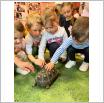 Galeria zdjęć: Pokaz zwierzątek z zoo  udział dzieci w spotkaniu z Samorządowego Klubu Dziecięcego w Gorzkowicach. Link otwiera powiększoną wersję zdjęcia.