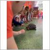 Galeria zdjęć: Niesamowita lekcja biologii - spotkanie dzieci z Przedszkola Samorządowego w Gorzkowicach ze zwierzątkami egzotycznymi z MiniZOO z Radomska. Link otwiera powiększoną wersję zdjęcia.