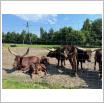 Galeria zdjęć: Wycieczka sześciolatków z Przedszkola Samorządowego w Gorzkowicach do ogrodu zoologicznego w Borysewie. Link otwiera powiększoną wersję zdjęcia.