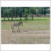 Galeria zdjęć: Wycieczka sześciolatków z Przedszkola Samorządowego w Gorzkowicach do ogrodu zoologicznego w Borysewie. Link otwiera powiększoną wersję zdjęcia.