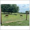 Galeria zdjęć: Wycieczka sześciolatków z Przedszkola Samorządowego w Gorzkowicach do ogrodu zoologicznego w Borysewie. Link otwiera powiększoną wersję zdjęcia.