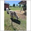 Galeria zdjęć: Wycieczka dzieci z Przedszkola Samorządowego w Gorzkowicach do ogrodu zoologicznego w Borysewie. Link otwiera powiększoną wersję zdjęcia.