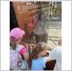Galeria zdjęć: Wycieczka dzieci z Przedszkola Samorządowego w Gorzkowicach do ogrodu zoologicznego w Borysewie. Link otwiera powiększoną wersję zdjęcia.