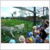 Galeria zdjęć: Dzieci z Przedszkola Samorządowego w Gorzkowicach na wycieczce w ZOO Safari w Borysewie.. Link otwiera powiększoną wersję zdjęcia.