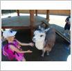 Galeria zdjęć: Dzieci z Przedszkola Samorządowego w Gorzkowicach na wycieczce w ZOO Safari w Borysewie.. Link otwiera powiększoną wersję zdjęcia.