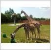 Galeria zdjęć: Dzieci z Przedszkola Samorządowego w Gorzkowicach na wycieczce w ZOO Safari w Borysewie.. Link otwiera powiększoną wersję zdjęcia.
