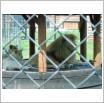 Galeria zdjęć: Dzieci z Przedszkola Samorządowego w Gorzkowicach na wycieczce w ZOO Safari w Borysewie.. Link otwiera powiększoną wersję zdjęcia.