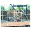 Galeria zdjęć: Dzieci z Przedszkola Samorządowego w Gorzkowicach na wycieczce w ZOO Safari w Borysewie.. Link otwiera powiększoną wersję zdjęcia.